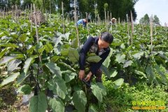 ������ƽ���������ɷ��޻�����ֲ˽�˶����߲˺�׬Ǯ