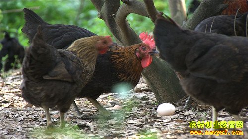 [�¸���]����ʡ�����ص�����С��輦������׬����