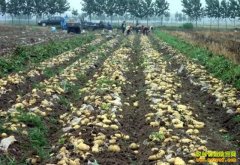 ���ɹ��������и�Ȫ���������˾�����7���