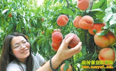 ��������ũ����ֲ����Ķ������8000��Ԫ