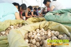 ɽ��������ֲ����Ģ��Ķ��������2���Ԫ