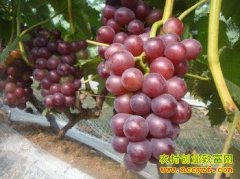 �������������ù�ԭ�򼰷��η���