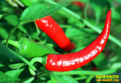 2016�����۸�����:�����۸�ƣ���ʽ�����ƫǿ