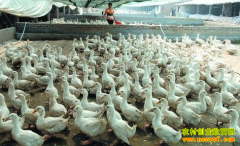 2016ëѼ�۸����ƣ�ëѼ���鿪������ͨ��