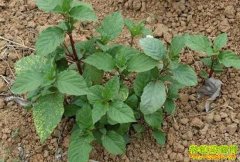 ������ֲʲôҩ����׬Ǯ