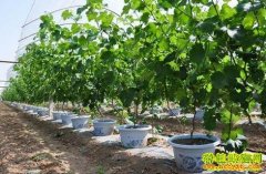 ɽ�������Ժ�����ֲ�辰����ÿĶ����2���Ԫ