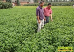 ��ֲ��ޣ׬Ǯ��:�Ͻ����ϻ���ޣÿĶ�����ǧԪ