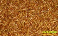 ������ֳ�Ʒ۳棺�Ʒ۳����ֳ��������