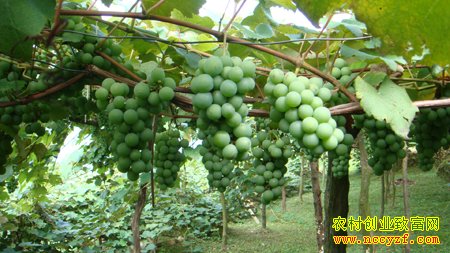 ��������������������ֲ�¸���