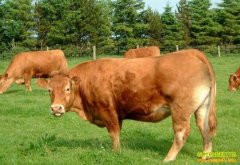 �����ж�ĸţ�Ƿ���