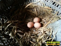 ����ƽ�ߺ�����������������ҵ�¸�