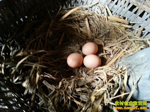 ����ƽ�ߺ�����������������ҵ�¸�