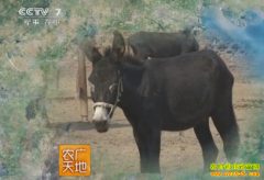 [ũ�����]��¿��ֳ����:����¿��ֳ������Ƶ