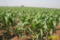 �ӱ�������׬Ǯ��:2016��ӱ�������ֲ�ɱ���Ч��Ԥ��