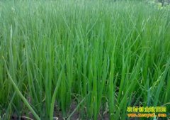 ɽ�����ƣ���ֲ���Ķ����4000��Ԫ��ũ���¸�����Ŀ