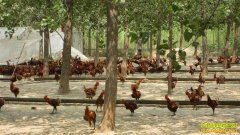 �����������ɺ�����ɢ���񼦡��ġ����¸���