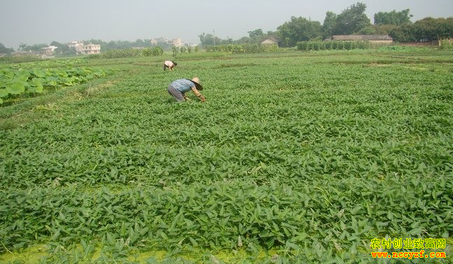 ����ǭ���޴���ˮ���ֿ��Ĳ�Ķ�ճ�����Ԫ