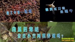 [ÿ��ũ��]С�ռ���ĲƸ�����:���߰�����ţ����׬Ǯ