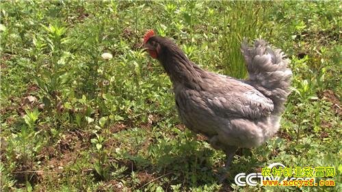 ��Ԫ�Ҽ�ͼƬ