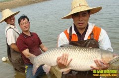 ��ֳ����׬Ǯ��:�㶫��ɽ������ֳ�������»ر�