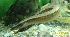 ������ֳ��������������ֳ����Ҫ��