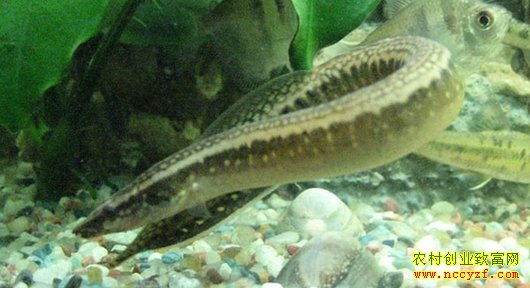 ������ֳ��������������ֳ����Ҫ��