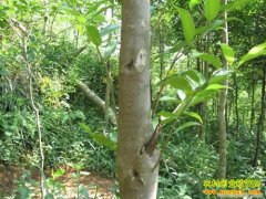 ���Ͽ�����ֲ��������:����������ֲ����