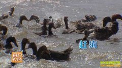 [ÿ��ũ��]�Ϻ���Ѽ��׬Ǯ������