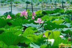 �����人��ˬ������ֲ�̵���ź׬Ǯ���¸�