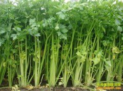 ������ֲ����:���۲��ļ����༼��Ҫ��