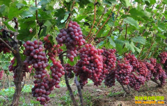 �Ĵ�������׬Ǯ���������û� ���ѻ��ܷ�����