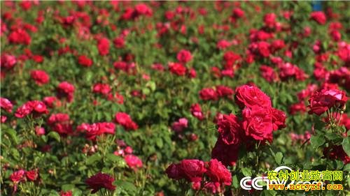 ���ز��̱������պ�ĲƸ�����