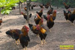 �Ĵ���ˮ����������������ֳ��ɽ����׬50��Ԫ