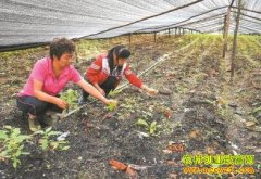 �������壺������ֲ��Ұ����֥���ֵ100��