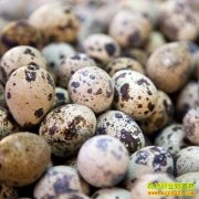 �������ȵ�����Ǯһ�7��19�����ȵ��۸�����