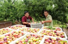 �ӱ�¬����������ֲ��ũ����ƶ�¸�����Ŀ