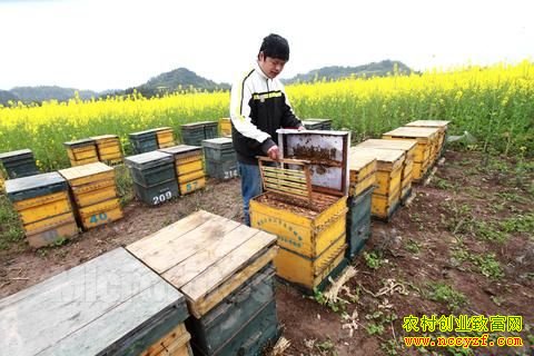 ɽ���������۷���ֳ��ũ���¸�����Ŀ