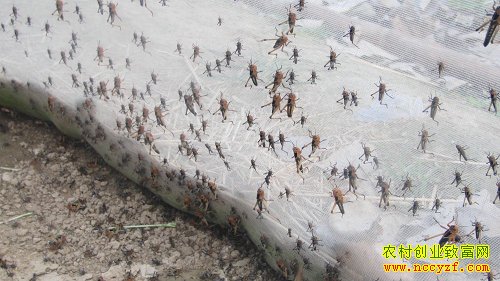 ����Ѱ������ƽ����������Ч�������2.4��Ԫ