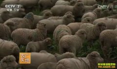 [ũ�����]����ū����ֳ�����������µĸ�ɽ����ū��