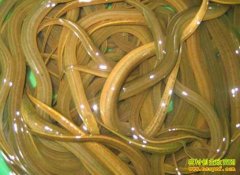 ������׬Ǯ�𣺻�����ֳǰ����Ч�����