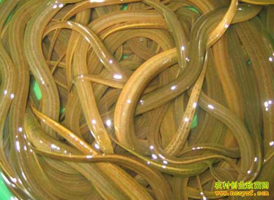 ������׬Ǯ�𣺻�����ֳǰ����Ч�����