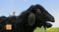 [ÿ��ũ��]Ұ��ʮ���崲����ϸ�����ֳЧ���