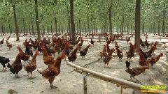 �����������ɺ�ɢ������׬����ʮ��Ԫ