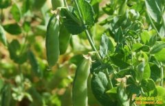 ��������ʩ�޺�ʩ�޷��ֵ����㶹������ҵ�¸�