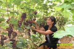 ����μ�ϼ����������Ѵ���������