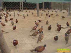 �㽭��Ϫé������ֳ�߲�ɽ��׬Ǯ���¸�