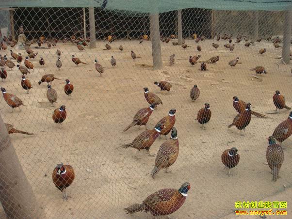 �㽭��Ϫé������ֳ�߲�ɽ��׬Ǯ���¸�