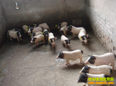 �����ӳ�����������ֳ��������500����Ԫ