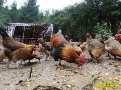 ������׬Ǯ�������ڰ���ȺӢ��ֳ���·ɼ�ÿֻ��׬10Ԫ