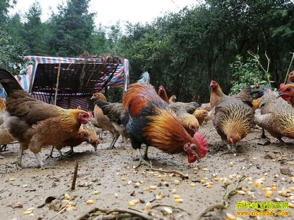 ������׬Ǯ�������ڰ���ȺӢ��ֳ���·ɼ�ÿֻ��׬10Ԫ